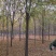 白蜡树。河南鑫源苗木基地长年大量供应5一18公分白蜡树