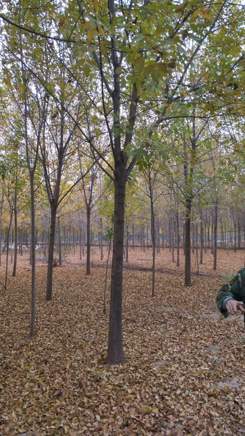 白蜡树。河南鑫源苗木基地长年大量供应5一18公分白蜡树