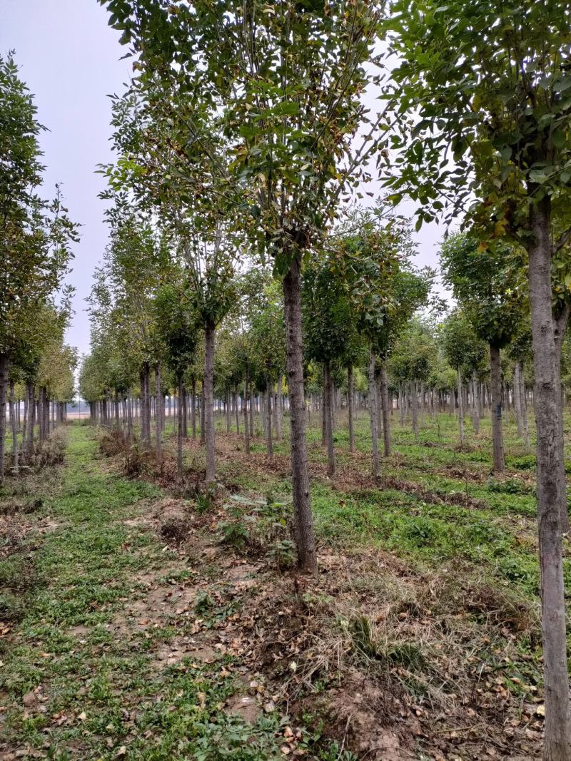 白蜡树。河南鑫源苗木基地长年大量供应5一18公分白蜡树