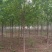 白蜡树。河南鑫源苗木基地长年大量供应5一18公分白蜡树