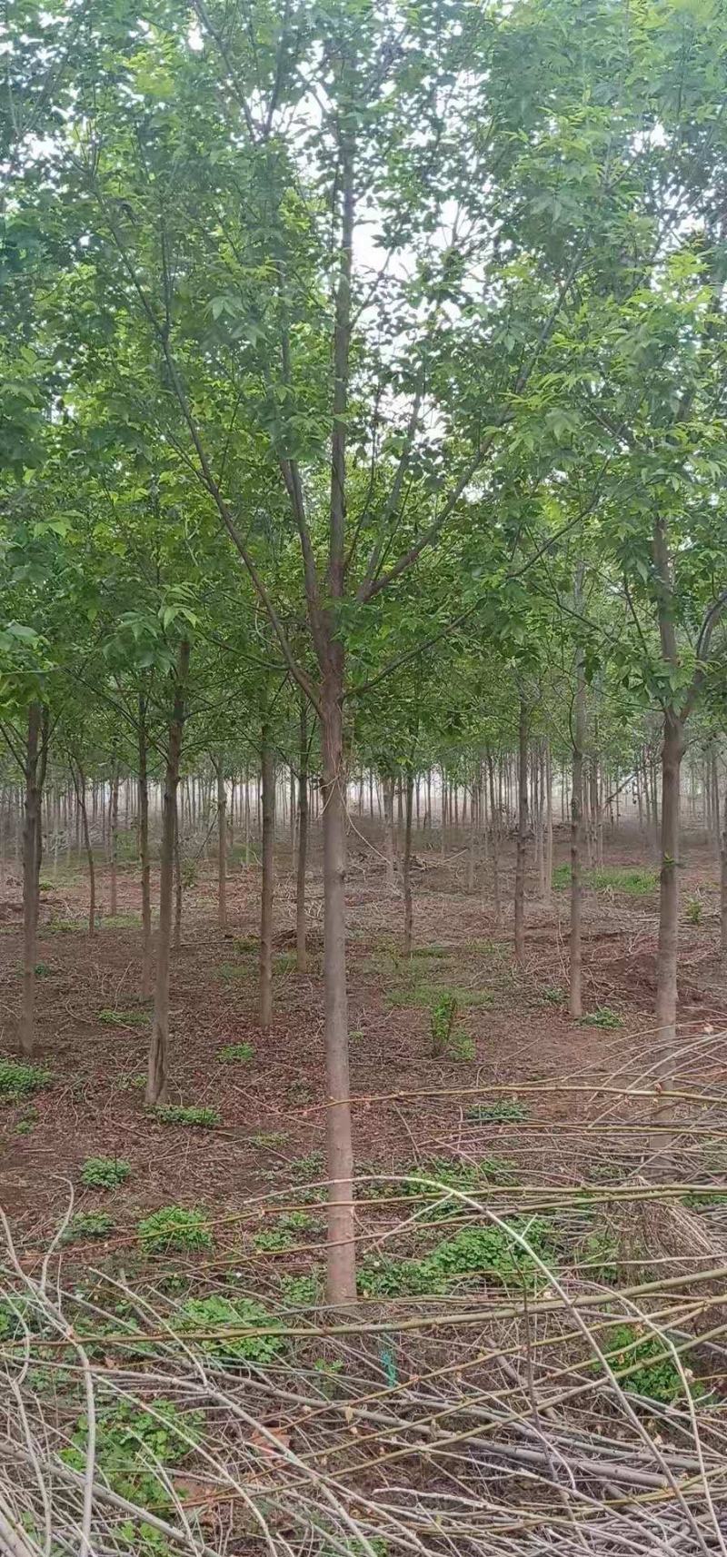 白蜡树。河南鑫源苗木基地长年大量供应5一18公分白蜡树