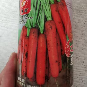 红颜八寸参胡萝卜种子秋冬季播种三红萝卜种子