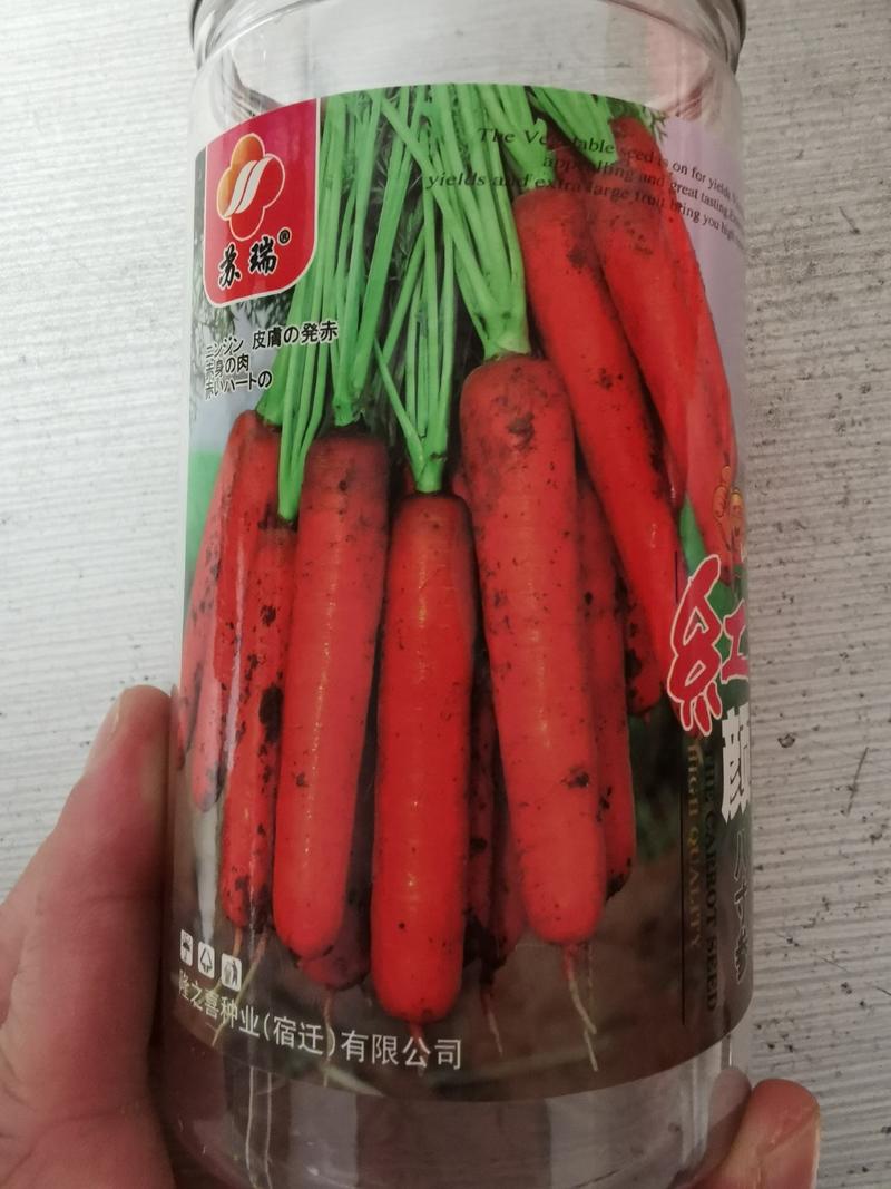 红颜八寸参胡萝卜种子秋冬季播种三红萝卜种子