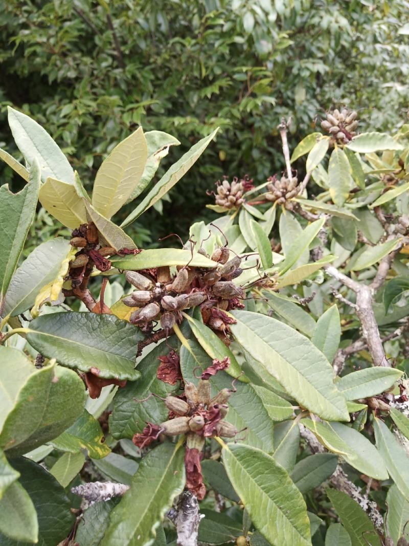 高山杜鹃种子马樱花籽云南大理产地直供货源充足