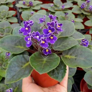 紫罗兰开花室内花卉植物非洲观花兰花阳台盆栽四季开花