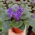 紫罗兰开花室内花卉植物非洲观花兰花阳台盆栽四季开花