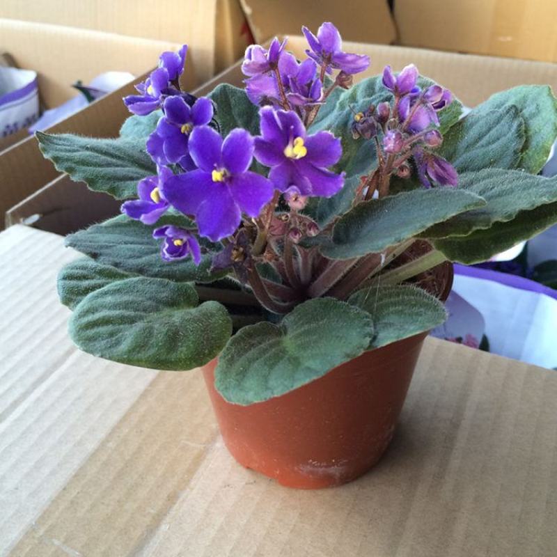 紫罗兰开花室内花卉植物非洲观花兰花阳台盆栽四季开花