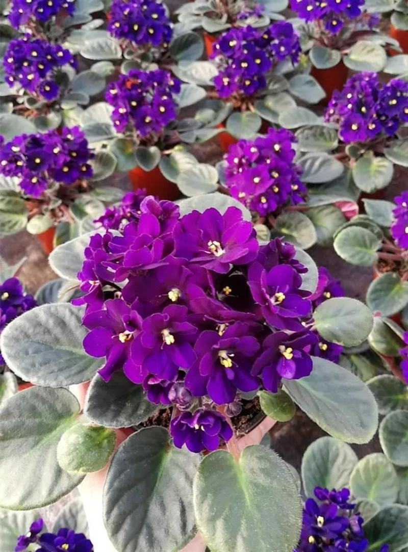紫罗兰开花室内花卉植物非洲观花兰花阳台盆栽四季开花