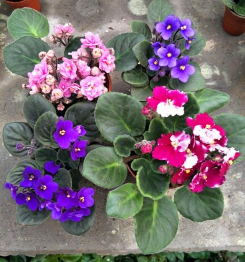 紫罗兰开花室内花卉植物非洲观花兰花阳台盆栽四季开花