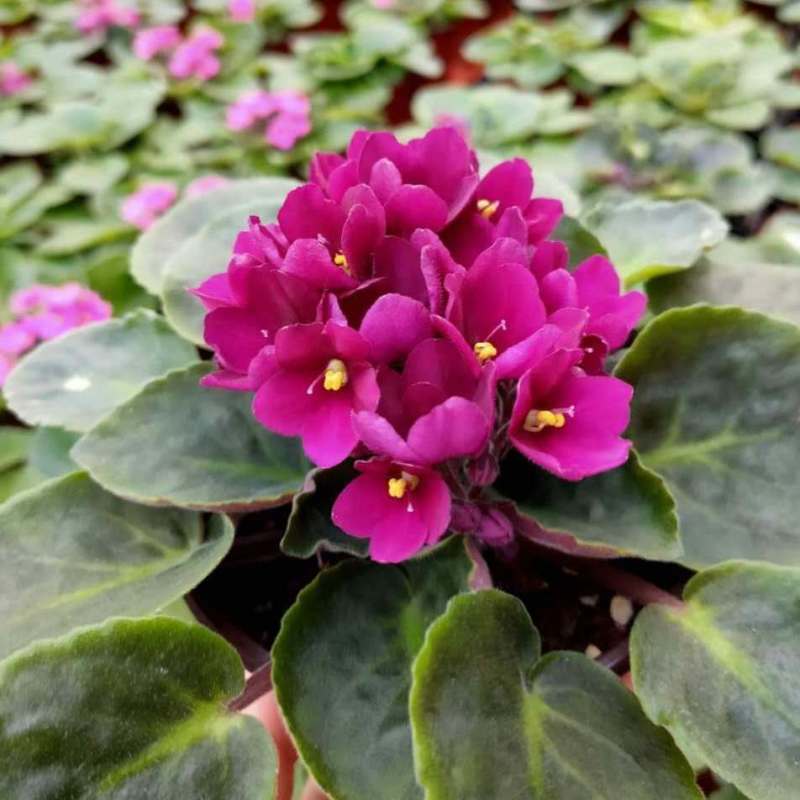 紫罗兰开花室内花卉植物非洲观花兰花阳台盆栽四季开花