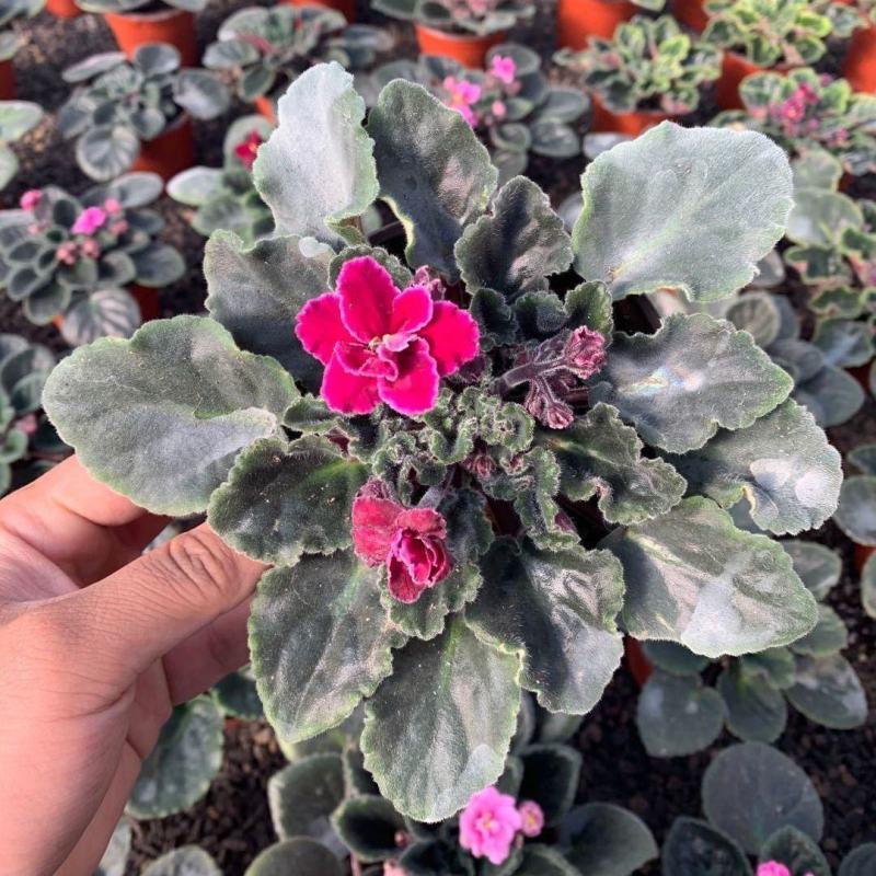 紫罗兰开花室内花卉植物非洲观花兰花阳台盆栽四季开花