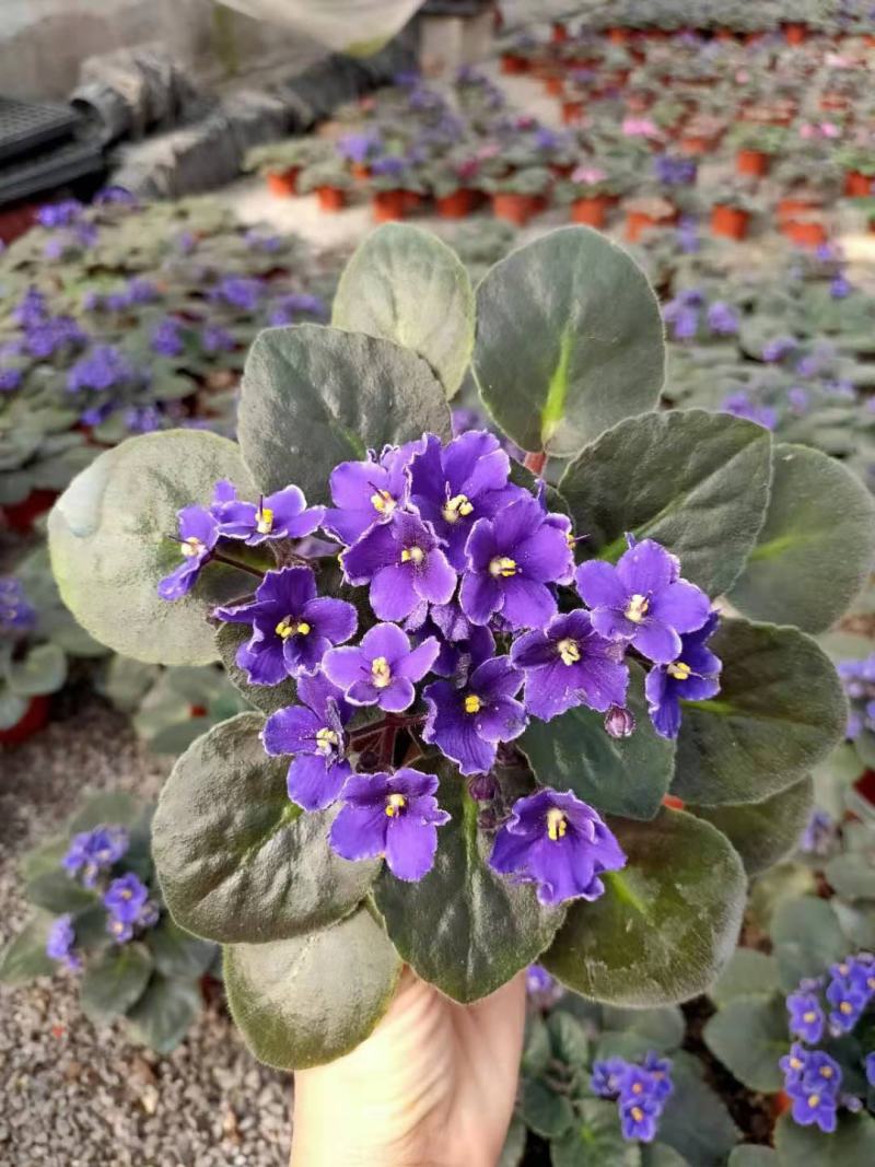 紫罗兰开花室内花卉植物非洲观花兰花阳台盆栽四季开花
