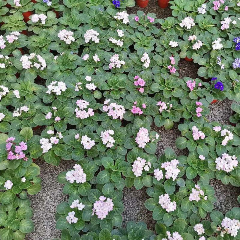 紫罗兰开花室内花卉植物非洲观花兰花阳台盆栽四季开花