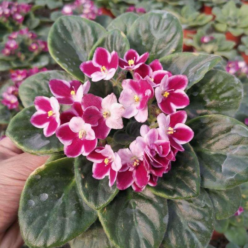 紫罗兰开花室内花卉植物非洲观花兰花阳台盆栽四季开花