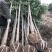 大叶女贞。长年大量供应1一20公分精品大叶女贞。