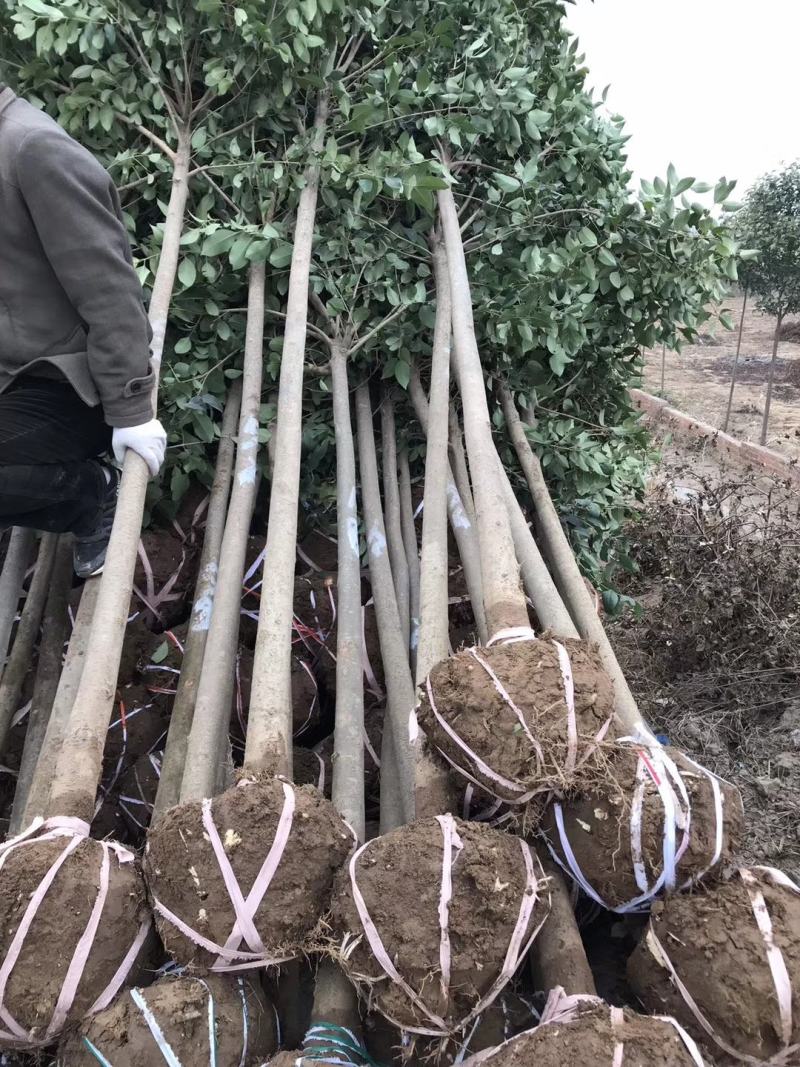 大叶女贞。长年大量供应1一20公分精品大叶女贞。