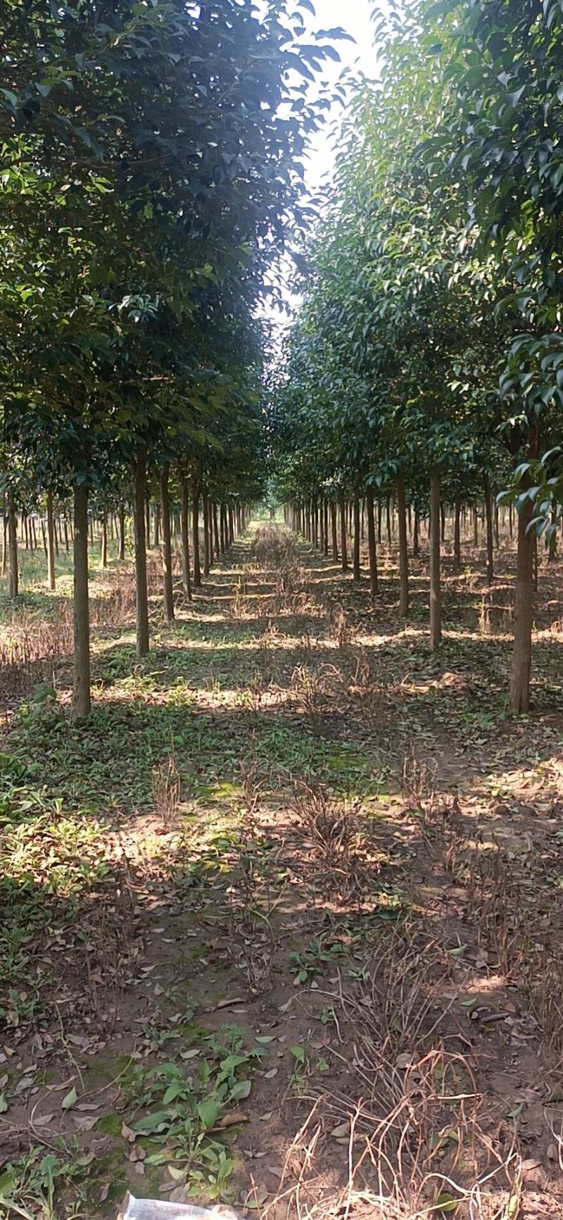 大叶女贞。长年大量供应1一20公分精品大叶女贞。