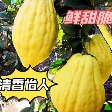 云南甜脆水果香橼枸橼果2~10斤农家基地直销应季青黄果现