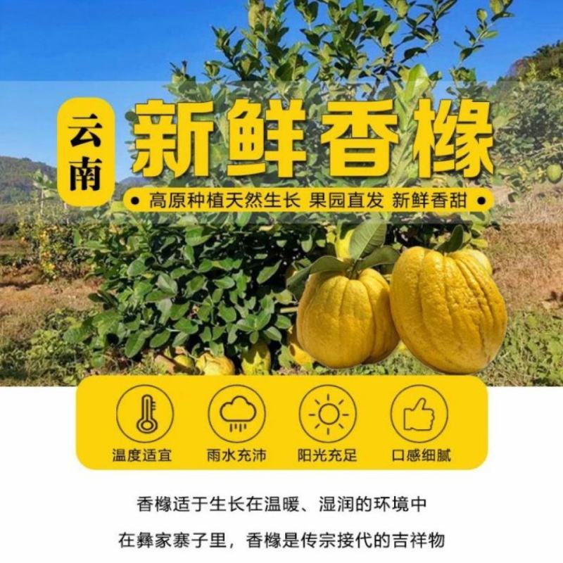 云南甜脆水果香橼枸橼果2~10斤农家基地直销应季青黄果现