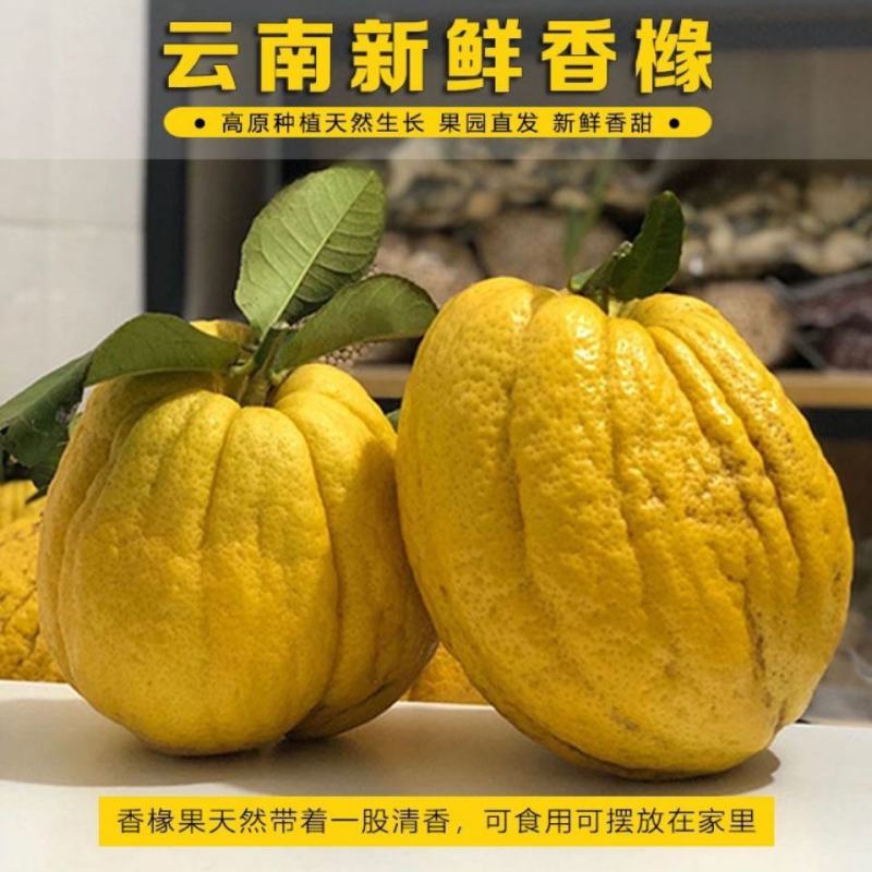 云南甜脆水果香橼枸橼果2~10斤农家基地直销应季青黄果现