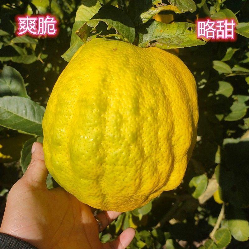 云南甜脆水果香橼枸橼果2~10斤农家基地直销应季青黄果现