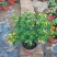 黄金梅盆栽耐寒木本植物庭院花园多年生花卉露天阳台开花带花