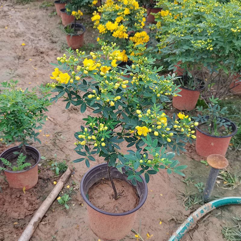 黄金梅盆栽耐寒木本植物庭院花园多年生花卉露天阳台开花带花