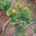 黄金梅盆栽耐寒木本植物庭院花园多年生花卉露天阳台开花带花