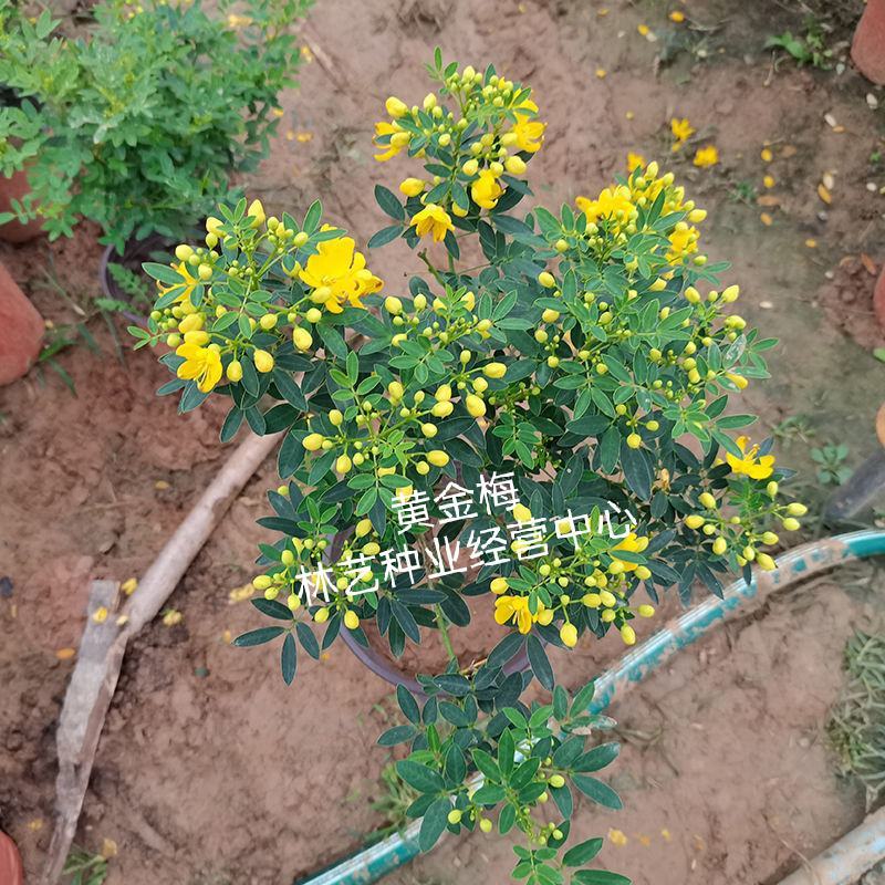 黄金梅盆栽耐寒木本植物庭院花园多年生花卉露天阳台开花带花