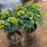 黄金梅盆栽耐寒木本植物庭院花园多年生花卉露天阳台开花带花