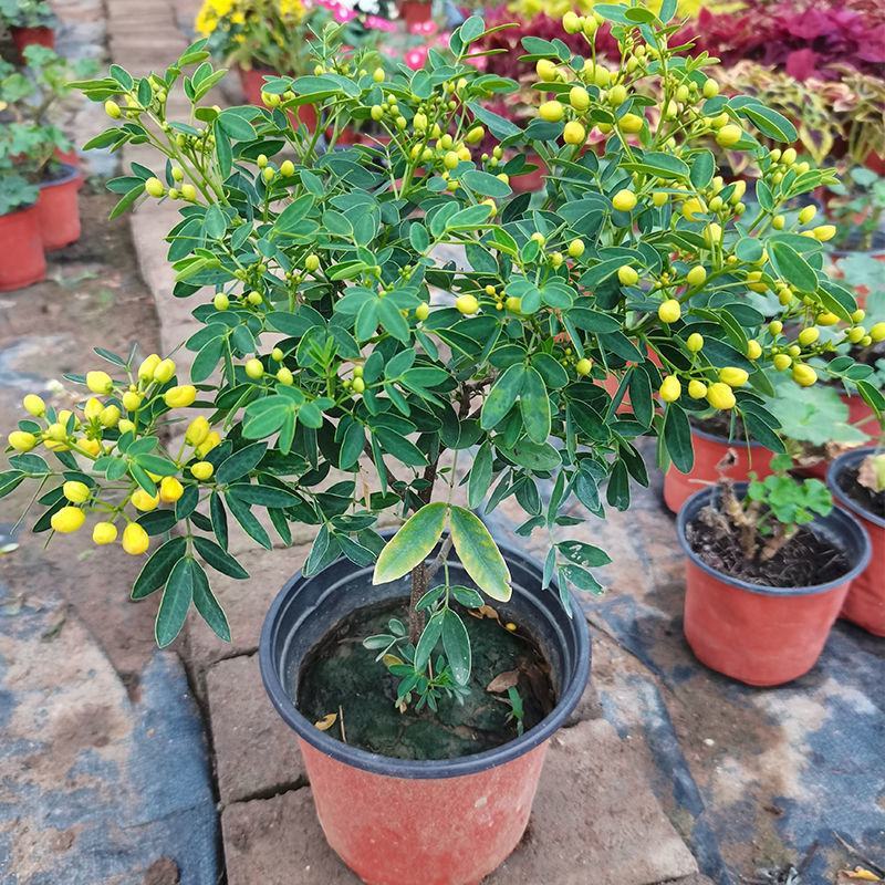 黄金梅盆栽耐寒木本植物庭院花园多年生花卉露天阳台开花带花