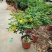 黄金梅盆栽耐寒木本植物庭院花园多年生花卉露天阳台开花带花