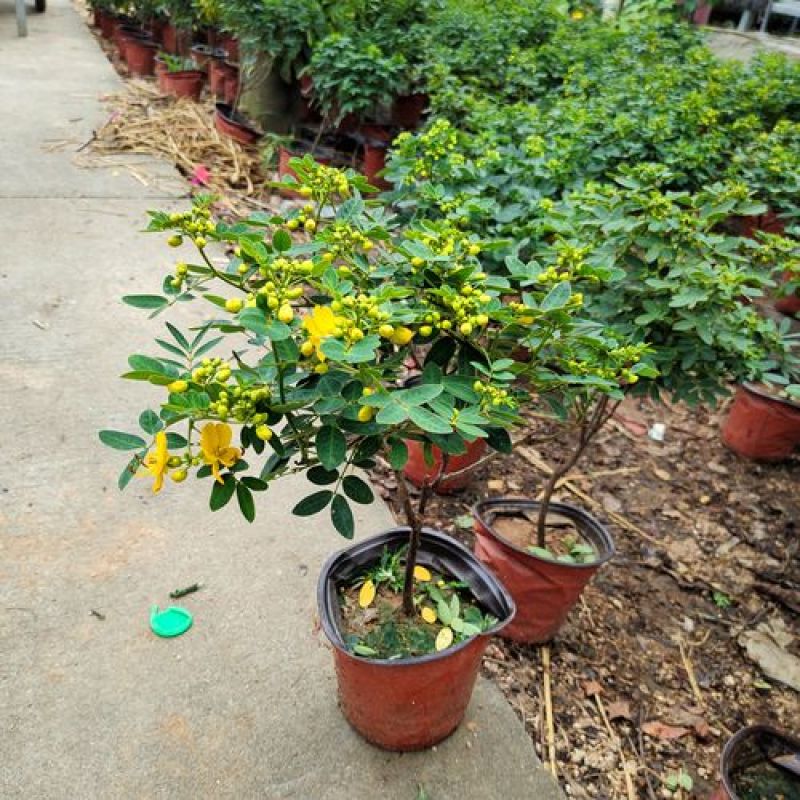 黄金梅盆栽耐寒木本植物庭院花园多年生花卉露天阳台开花带花