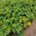 黄金梅盆栽耐寒木本植物庭院花园多年生花卉露天阳台开花带花