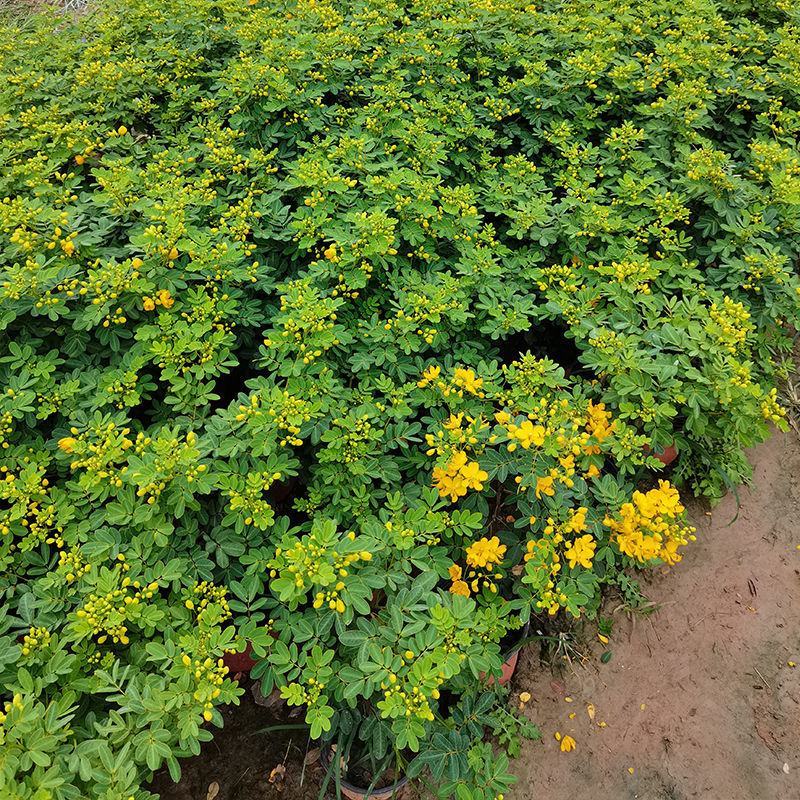 黄金梅盆栽耐寒木本植物庭院花园多年生花卉露天阳台开花带花