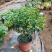 黄金梅盆栽耐寒木本植物庭院花园多年生花卉露天阳台开花带花