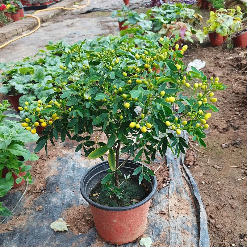 黄金梅盆栽耐寒木本植物庭院花园多年生花卉露天阳台开花带花
