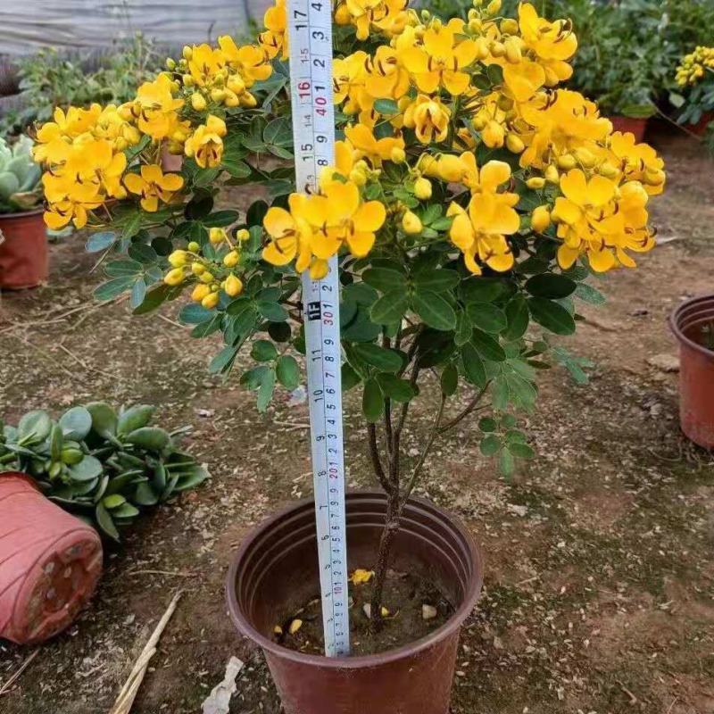 黄金梅盆栽耐寒木本植物庭院花园多年生花卉露天阳台开花带花