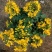 黄金梅盆栽耐寒木本植物庭院花园多年生花卉露天阳台开花带花