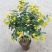 黄金梅盆栽耐寒木本植物庭院花园多年生花卉露天阳台开花带花