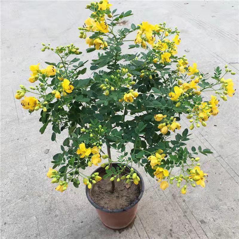 黄金梅盆栽耐寒木本植物庭院花园多年生花卉露天阳台开花带花