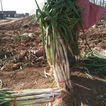 合阳干葱以上市