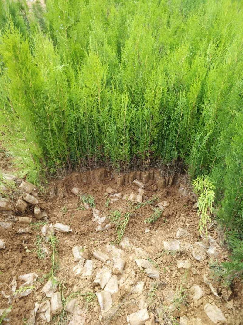 柏树。鑫源苗木基地常年供应30公分到3米高侧柏。规格齐全