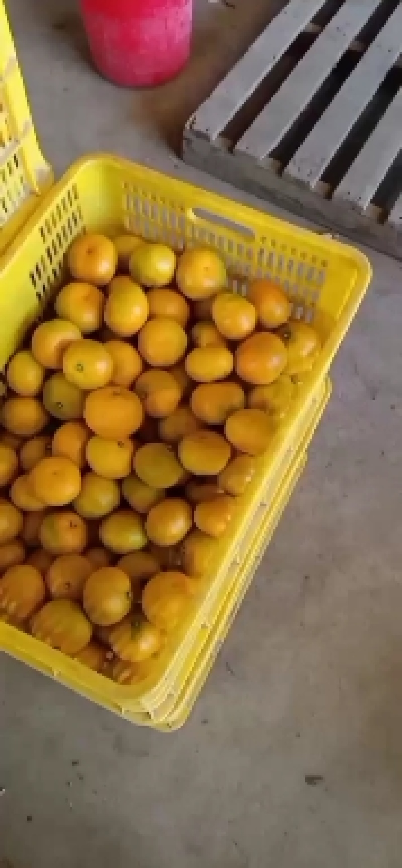 灌头果