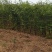 直销大红袍花椒苗200万棵，量大优惠，量少可保湿发货。