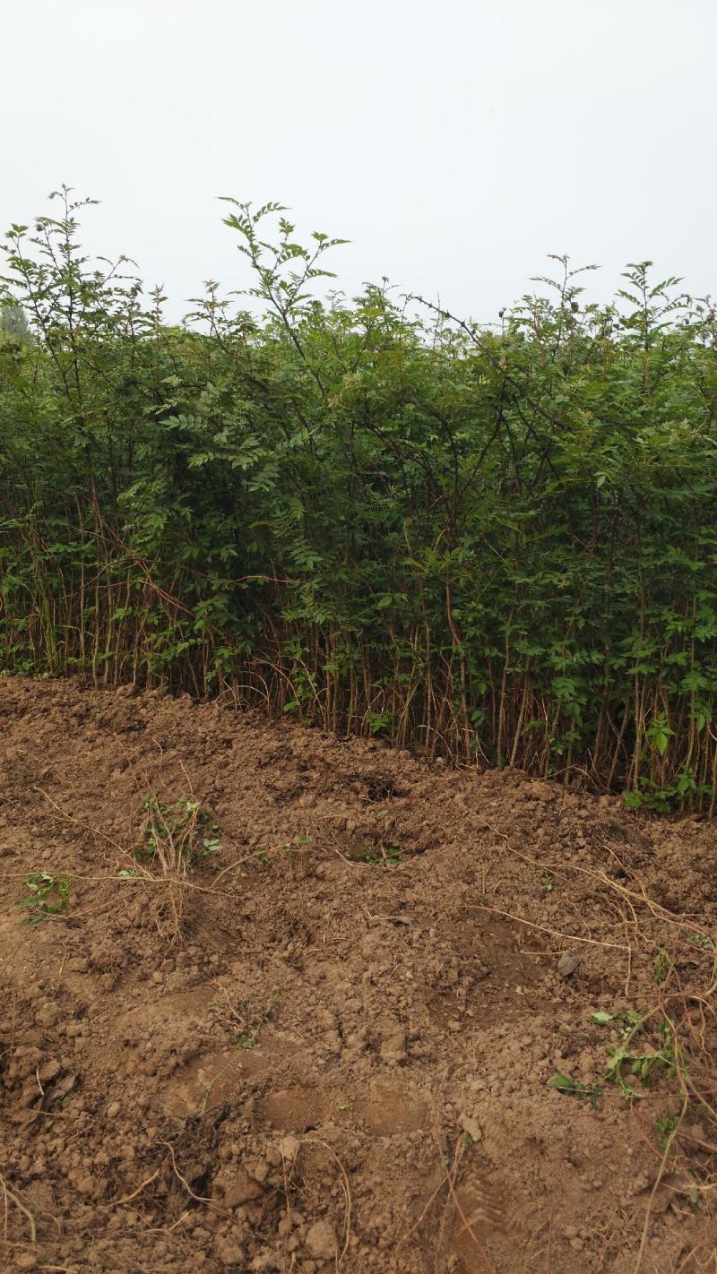 直销大红袍花椒苗200万棵，量大优惠，量少可保湿发货。