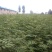 直销大红袍花椒苗200万棵，量大优惠，量少可保湿发货。