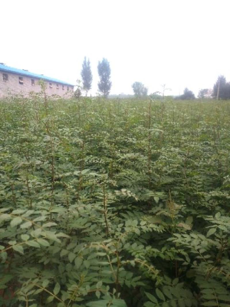 直销大红袍花椒苗200万棵，量大优惠，量少可保湿发货。