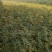 直销大红袍花椒苗200万棵，量大优惠，量少可保湿发货。