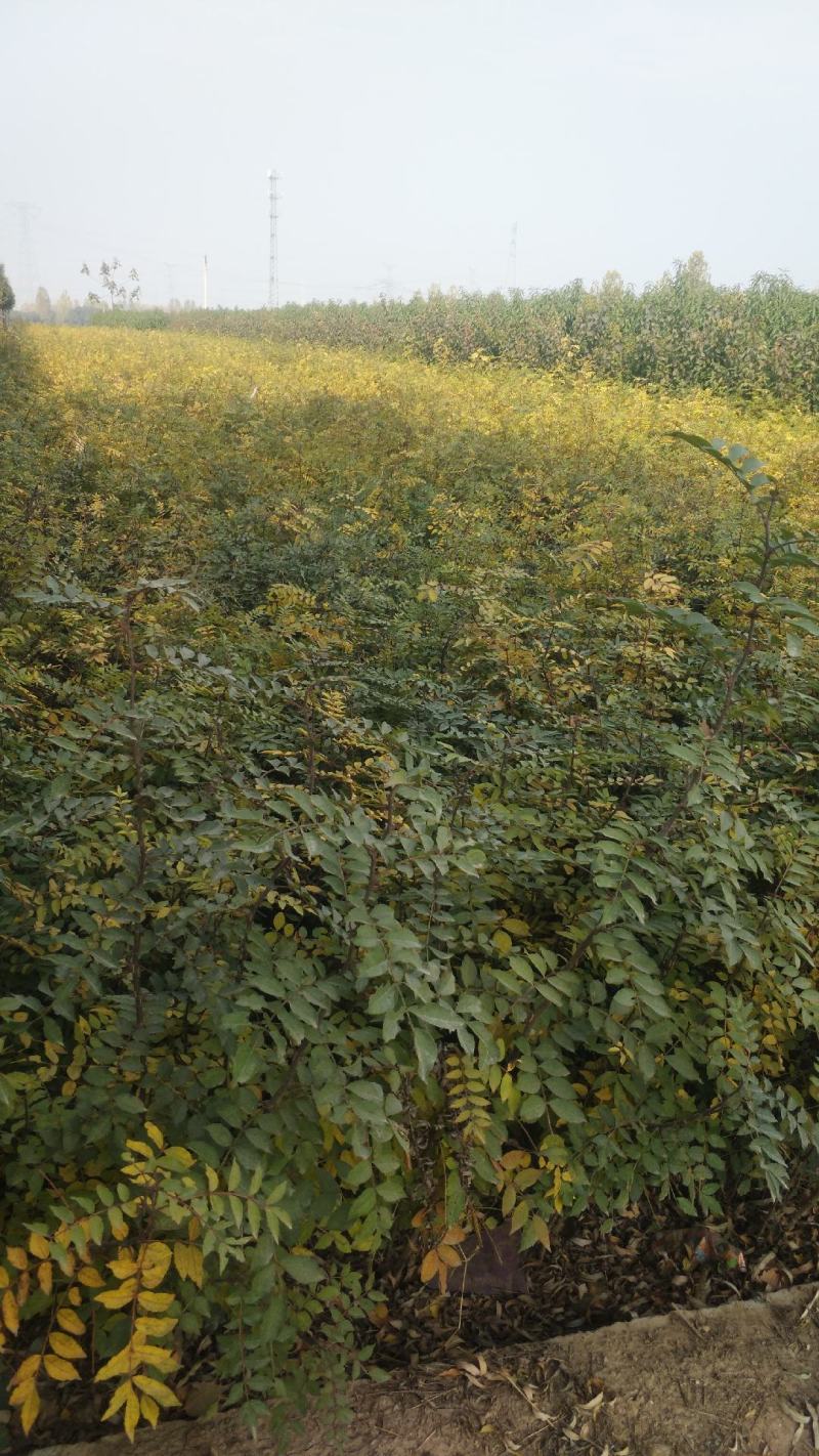 直销大红袍花椒苗200万棵，量大优惠，量少可保湿发货。